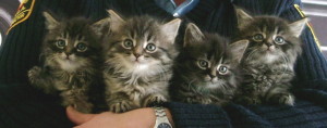 Kitties (4)