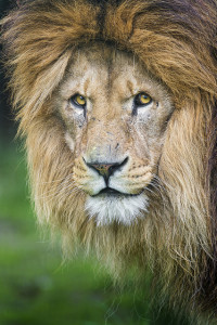 Lion.flickrCC.Tambako the Jaguar