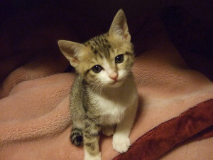 Adorable kitty.flickrCC.AsobiTsuchiya