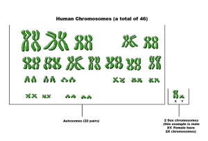 Chromosomes.flickrCC.Zappy'sTechnologySolutions