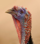 Turkey.Female.flickrCC.AndreaWestmoreland