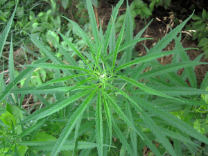MarijuanaPlant.flickrCC.JamesSt.John