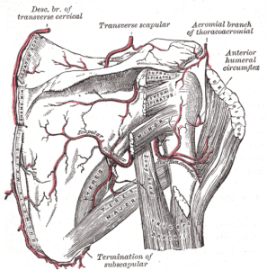 Rotator Cuff.Gray's Anatomy.Wikimedia Public Domain