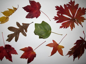 Leaves.flickrCC.KristinePaulus