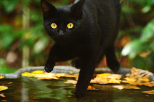 Black Cat.flickrCC.RalphDaily