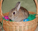 Easter bunny.flickrCC.MikeProcario