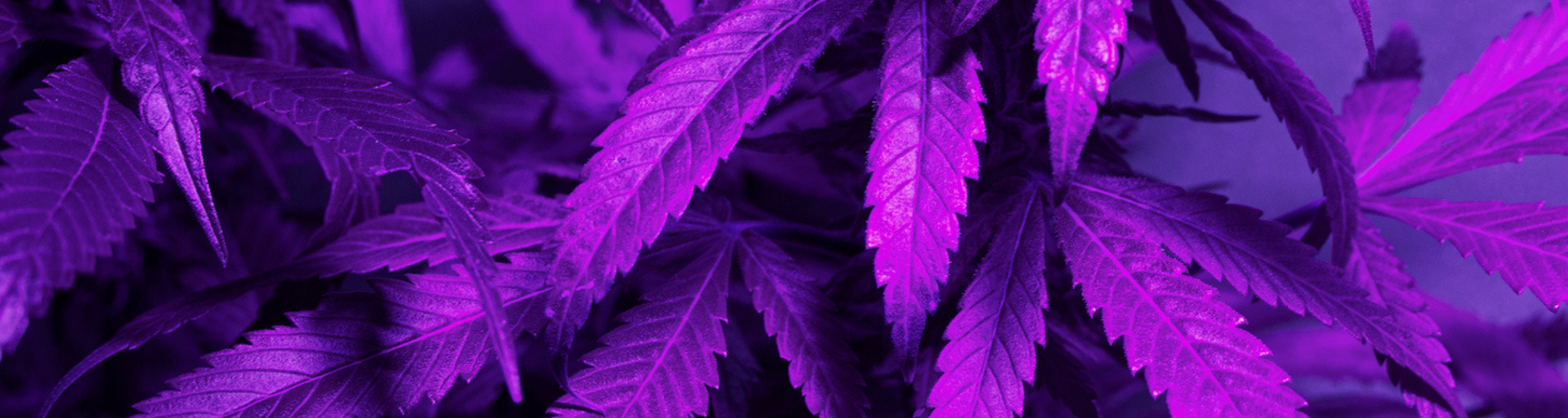 Colorful image of cannabis plant leaves