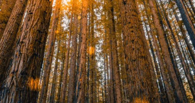 Tall redwood trees stretch high into the sky, their textured bark and straight trunks bathed in warm golden sunlight filtering through the canopy. The dense forest creates a towering, almost cathedral-like atmosphere.