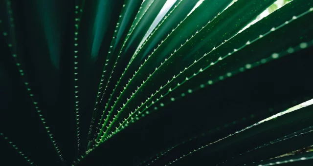 Close-up of green plant with thorns