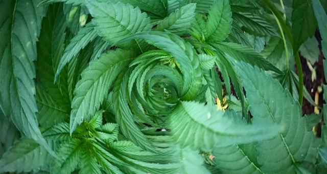 The image shows a swirl effect applied to overlapping green leaves, creating a tunnel-like visual pattern. The leaves have serrated edges and radiate outward in a spiral, giving the image a dynamic and abstract feel.