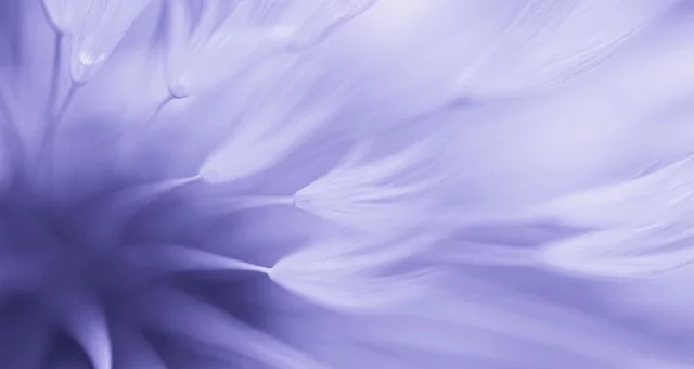 bstract blurred dandelion inspired by color