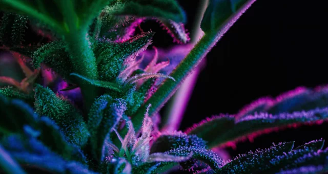 Macro cannabis plant bush in violet smoke cloud. Organic grow of herbal indica marijuana for medical use, studies