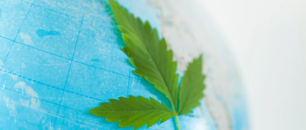 Close up of a green cannabis leaf placed against a blue globe, with map grid lines visible beneath the leaf. The leaf stretches diagonally across the curved surface, symbolizing the global presence of medical marijuana.
