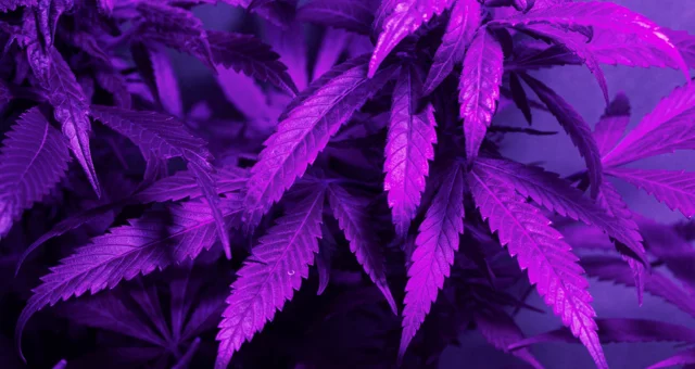 Close-up of cannabis plant with purple filter
