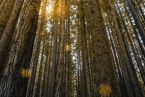 Tall redwood trees stretch high into the sky, their textured bark and straight trunks bathed in warm golden sunlight filtering through the canopy. The dense forest creates a towering, almost cathedral-like atmosphere.