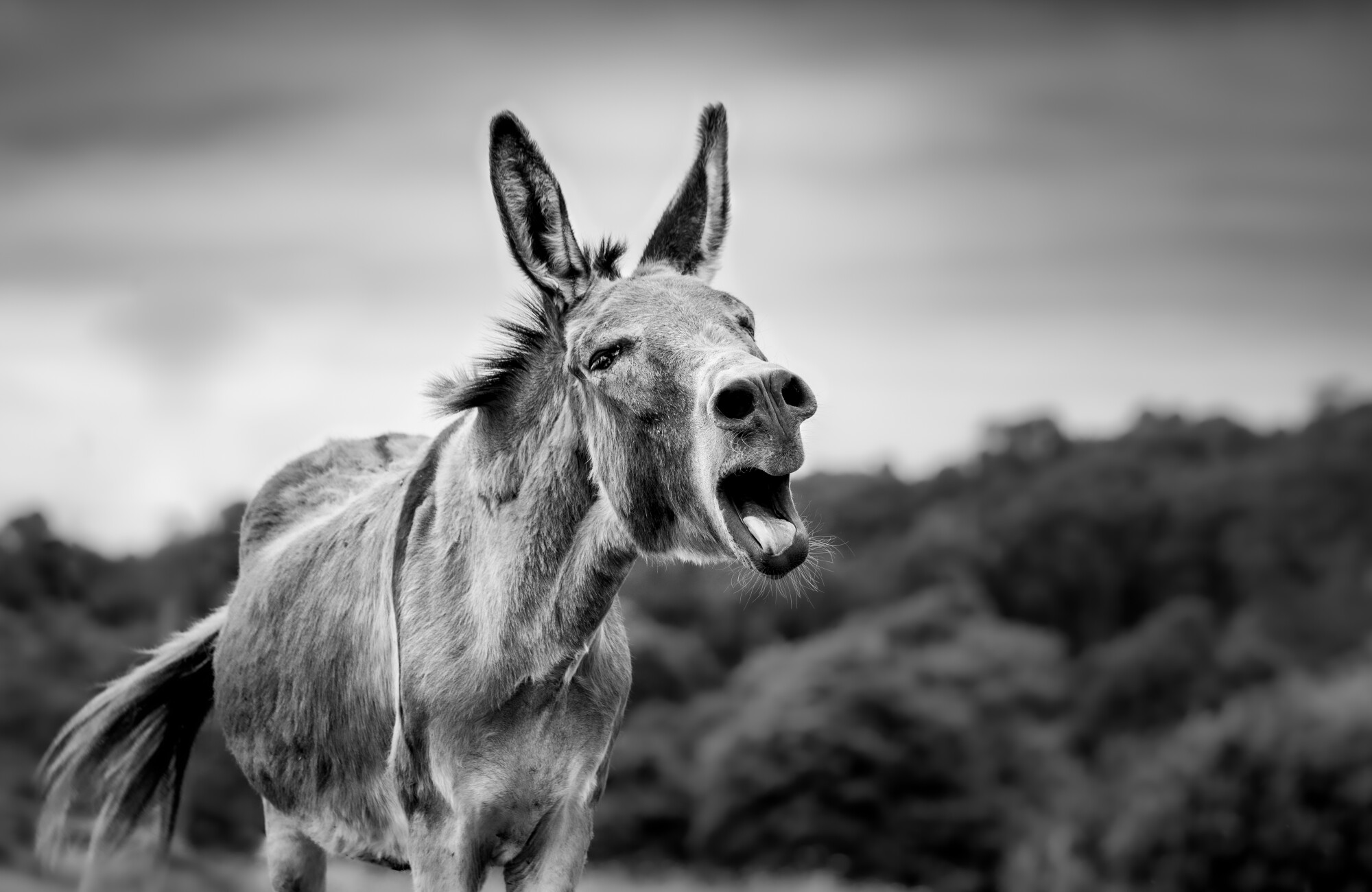 This is a black and white photo of a donkey captured mid-bray with its mouth open and tongue visible. The donkey stands in an outdoor setting with a blurred background of trees and a dramatic, cloudy sky. 